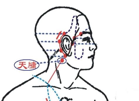 天竅穴位置|天髎穴位置 